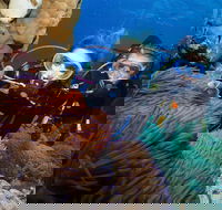 Quicksilver Dive 4 Day PADI Learn to Dive Course - Hotel Accommodation