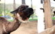 O\'Reilly\'s & Lamington National Park Incl. Alpaca Farm + Vineyard - thumb 5