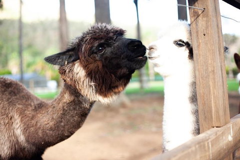 O\'Reilly\'s & Lamington National Park Incl. Alpaca Farm + Vineyard - Hotel Accommodation 5