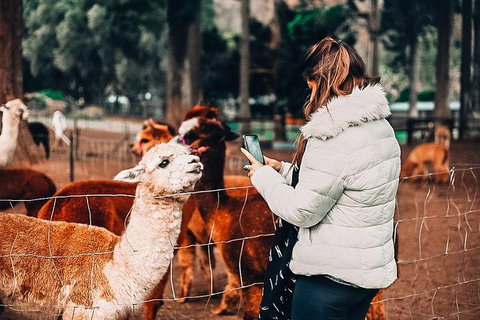 O\'Reilly\'s & Lamington National Park Incl. Alpaca Farm + Vineyard - Hotel Accommodation 4