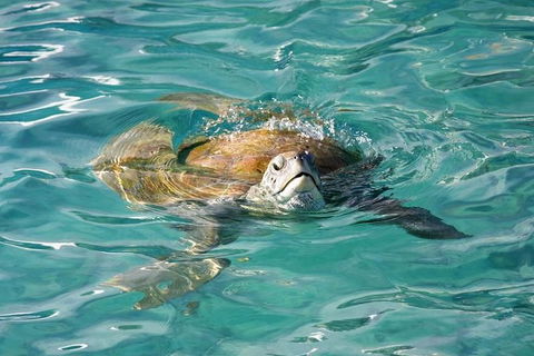 Whitsundays Jet Ski Tour - Hotel Accommodation 10
