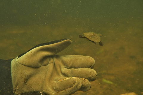 Rainforest Platypus Night Dive (Certified Divers Only Once Day Dive Completed) - Hotel Accommodation 9