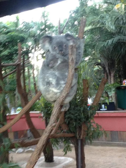 Hartley's Crocodile Adventures Day Trip From Cairns - Hotel Accommodation 7