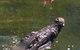Hartley's Crocodile Adventures Day Trip From Cairns - thumb 11