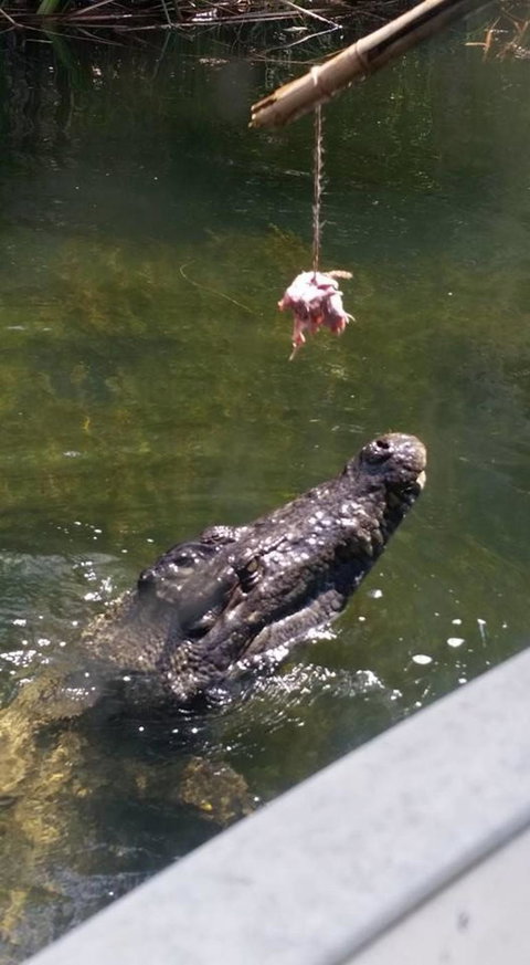 Hartley's Crocodile Adventures Day Trip From Cairns - Hotel Accommodation 11