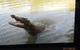 Hartley's Crocodile Adventures Day Trip From Cairns - thumb 4