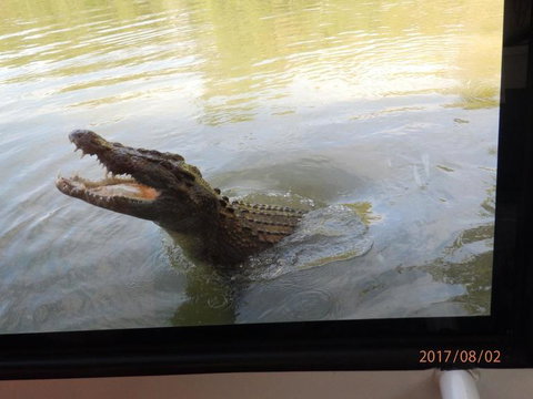 Hartley's Crocodile Adventures Day Trip From Cairns - Hotel Accommodation 4
