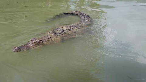 Hartley's Crocodile Adventures Day Trip From Cairns - Hotel Accommodation 10