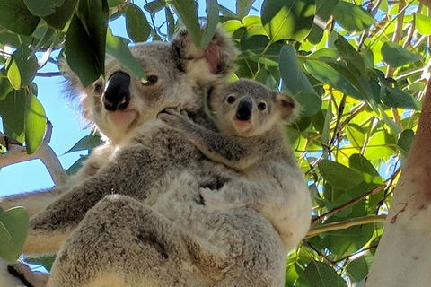 Magnetic Island Tour: Maggie Comprehensive - Hotel Accommodation 4
