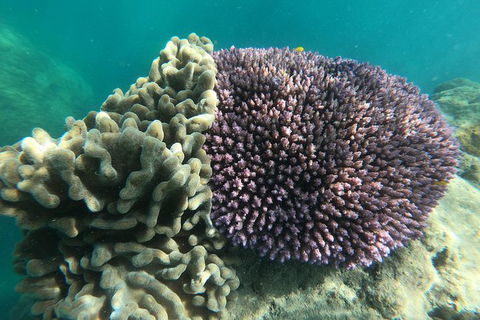 Whitehaven Beach Day Tour With Snorkel In Whitsundays Island - Hotel Accommodation 18