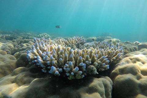 Whitehaven Beach Day Tour With Snorkel In Whitsundays Island - Hotel Accommodation 16