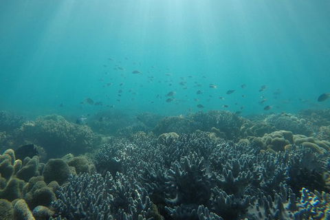 Whitehaven Beach Day Tour With Snorkel In Whitsundays Island - Hotel Accommodation 3