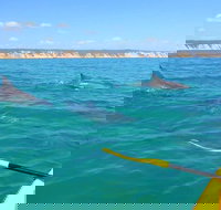 Half-Day Kayak with Dolphins and 4WD Beach Drive from Rainbow Beach - Hotel Accommodation