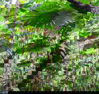 Cape Tribulation Daintree Rainforest and Wildlife Tour