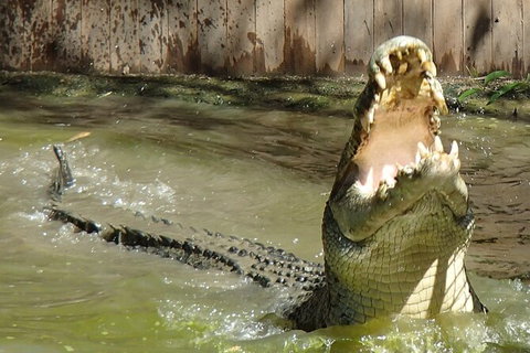Hartley\'s Crocodile Adventures Day Trip From Palm Cove - Hotel Accommodation 4