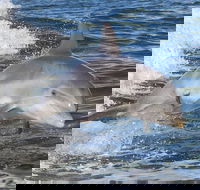 Noosa Oceanrider Scenic Dolphin Safari - Hotel Accommodation