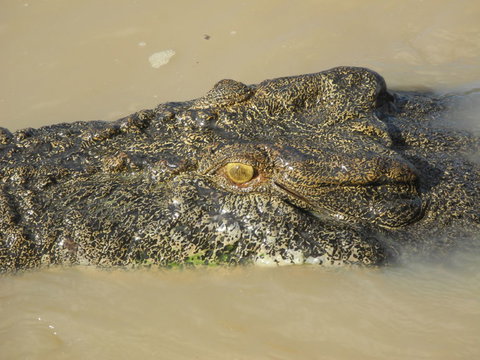 Darwin Jumping Crocodiles Cruise On Adelaide River - Hotel Accommodation 4