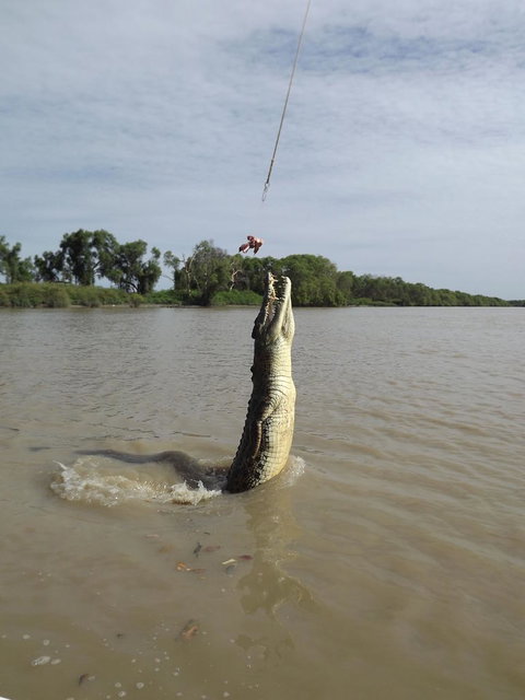 Darwin Jumping Crocodiles Cruise On Adelaide River - Hotel Accommodation 2