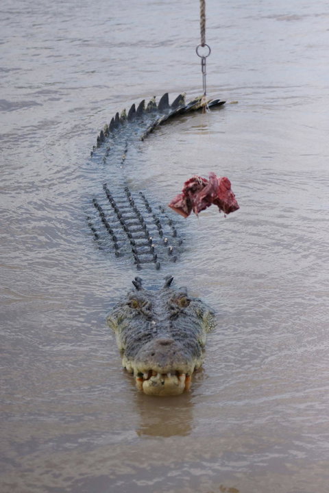 Darwin Jumping Crocodiles Cruise On Adelaide River - Hotel Accommodation 7