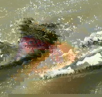 Darwin Jumping Crocodiles Cruise on Adelaide River - Hotel Accommodation