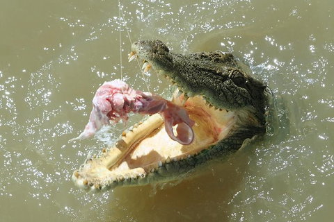 Darwin Jumping Crocodiles Cruise On Adelaide River - Hotel Accommodation 0