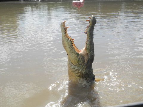 Darwin Jumping Crocodiles Cruise On Adelaide River - Hotel Accommodation 5