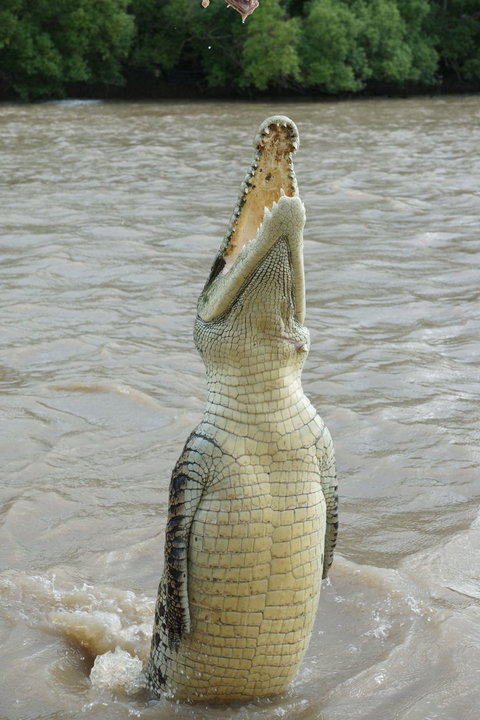 Darwin Jumping Crocodiles Cruise On Adelaide River - Hotel Accommodation 6