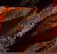 Alice Springs Desert Park Nocturnal Tour - Hotel Accommodation