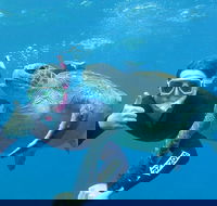 3-Hour Sea Turtle Snorkeling Experience in Byron Bay