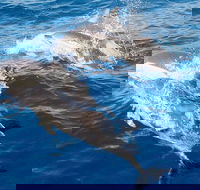 Port Stephens Day Tour From Sydney Including 4WD Sandboarding and Dolphins - Hotel Accommodation