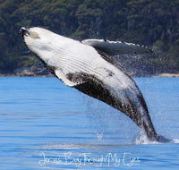 Whale Watching Jervis Bay - Hotel Accommodation