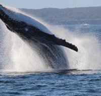 Jervis Bay Whale Watching Tour - Hotel Accommodation