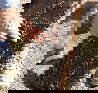 Bees on Keswick Island