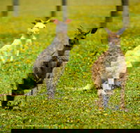 Bordertown Wildlife Park - Hotel Accommodation