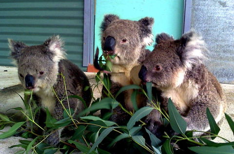 Cohunu Koala Park - Hotel Accommodation 0