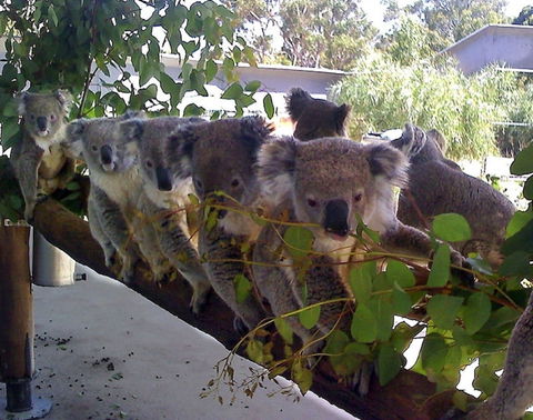 Cohunu Koala Park - Hotel Accommodation 1