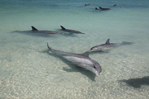 Dolphins Of Monkey Mia - Hotel Accommodation 0