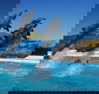 Dolphin Marine Conservation Park - Hotel Accommodation