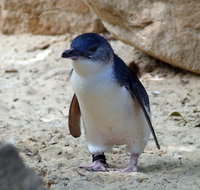 Granite Island Nature Park - Guided Penguin Tours - Hotel Accommodation