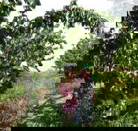 Harben Vale Pick Your Own Cherries - Hotel Accommodation