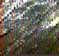 Kinglake Forest Adventures