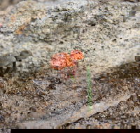 Moorooduc Quarry Walk  Stairs Circuit - Hotel Accommodation