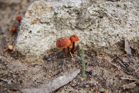 Moorooduc Quarry Walk & Stairs Circuit - Hotel Accommodation 0