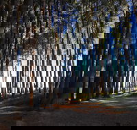 Mountain Bike Trails Tumbarumba