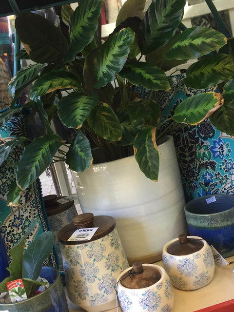 Noreen's Seaside Shop - Hotel Accommodation 0