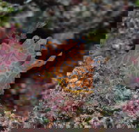 Pelorus and Orpheus Islands