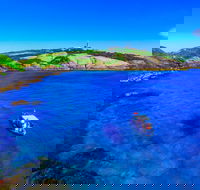 Snorkelling Montague Island - Hotel Accommodation