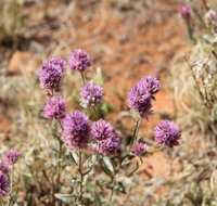 Walpa Gorge walk - Hotel Accommodation