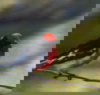 Weddin Bird Trails - Hotel Accommodation