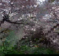 Wildwood Garden - Hotel Accommodation